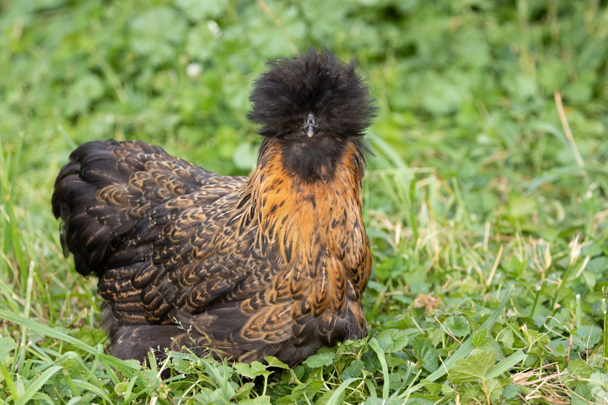 Satin Silkie Chicken