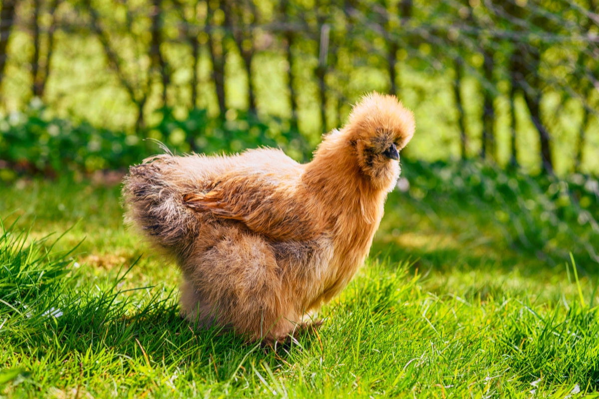 Buff Silkie Chicken