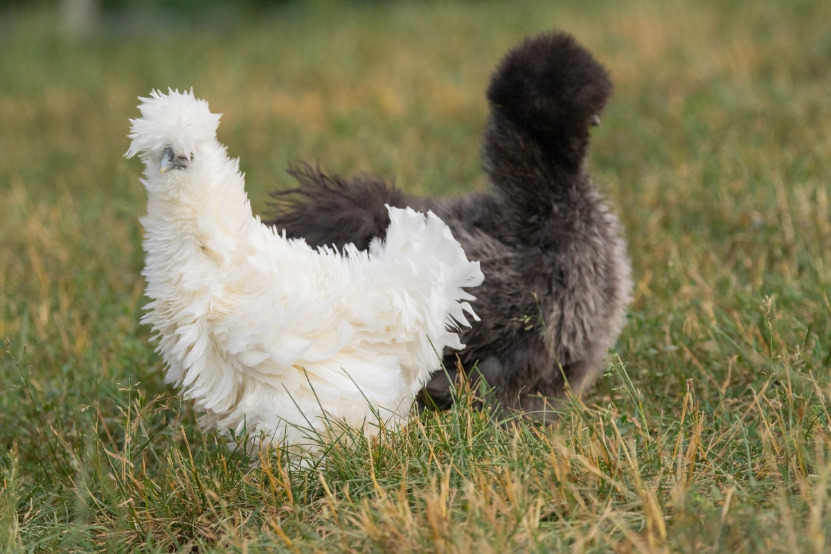 Silkie Chickens