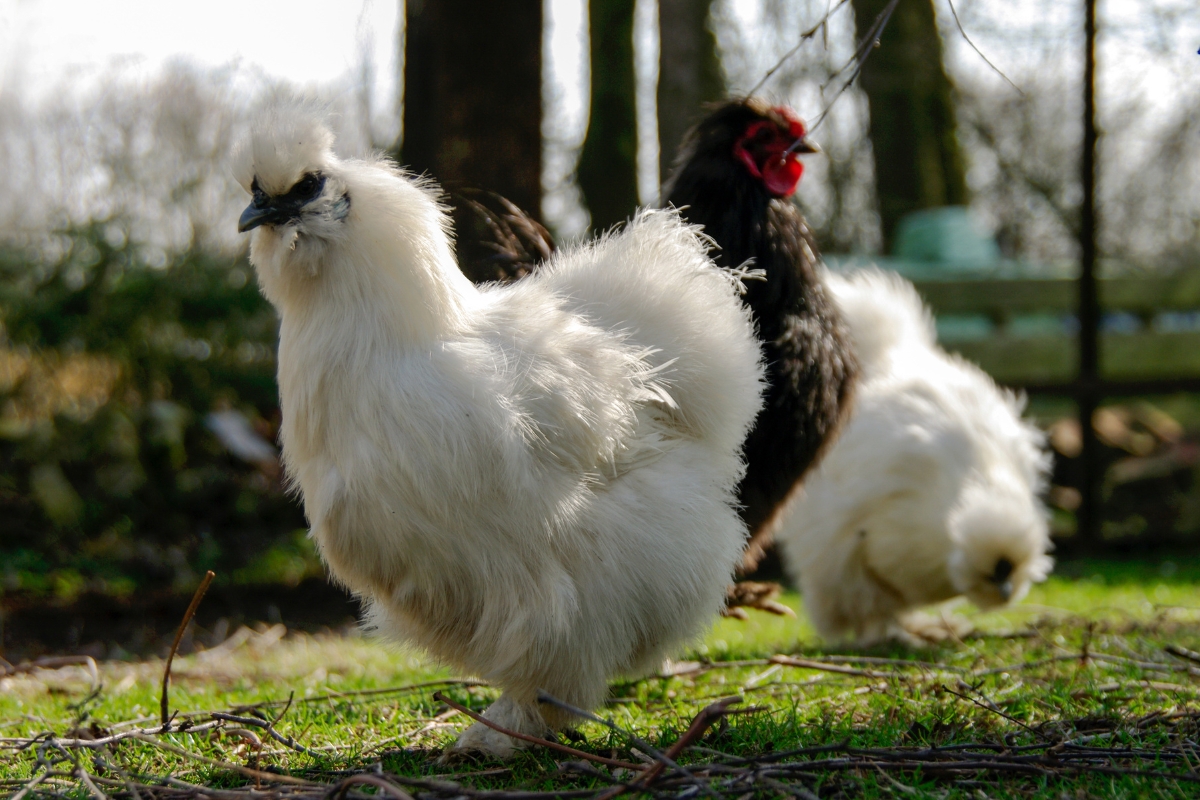 Silkie Chicken