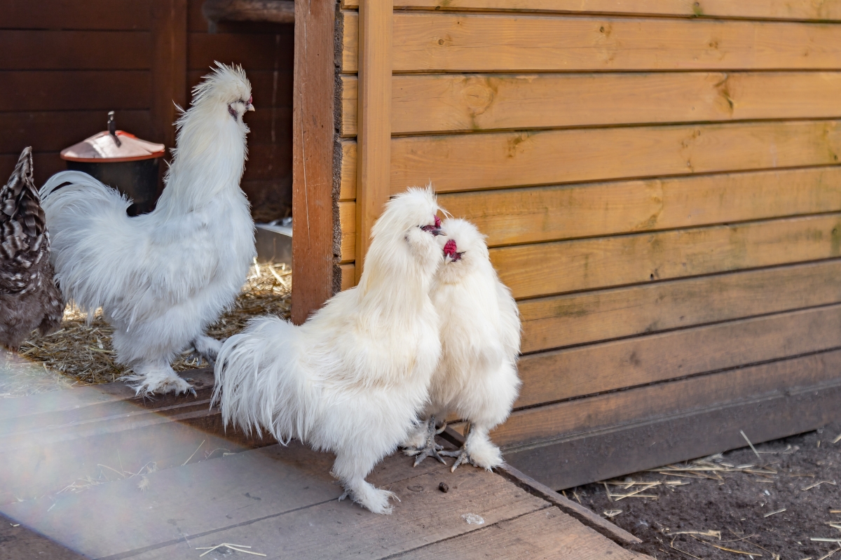 Silkie Chickens