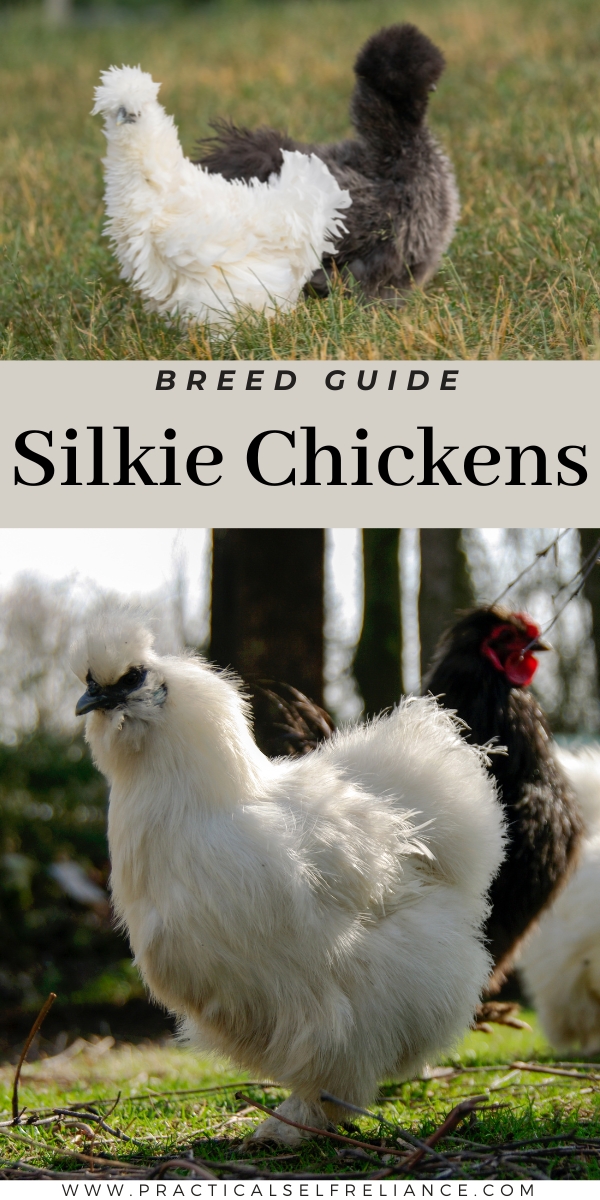 Silkie Chicken Breed Guide