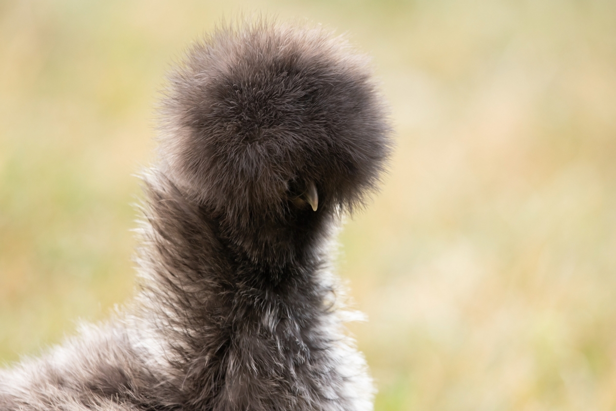 Pom Pom Topped Silkie chicken