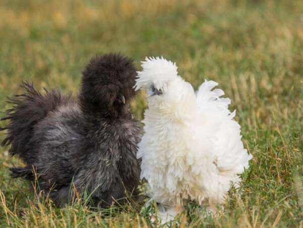 Silkie Chickens