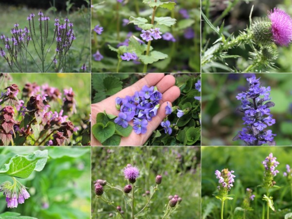 Weeds with Purple Flowers