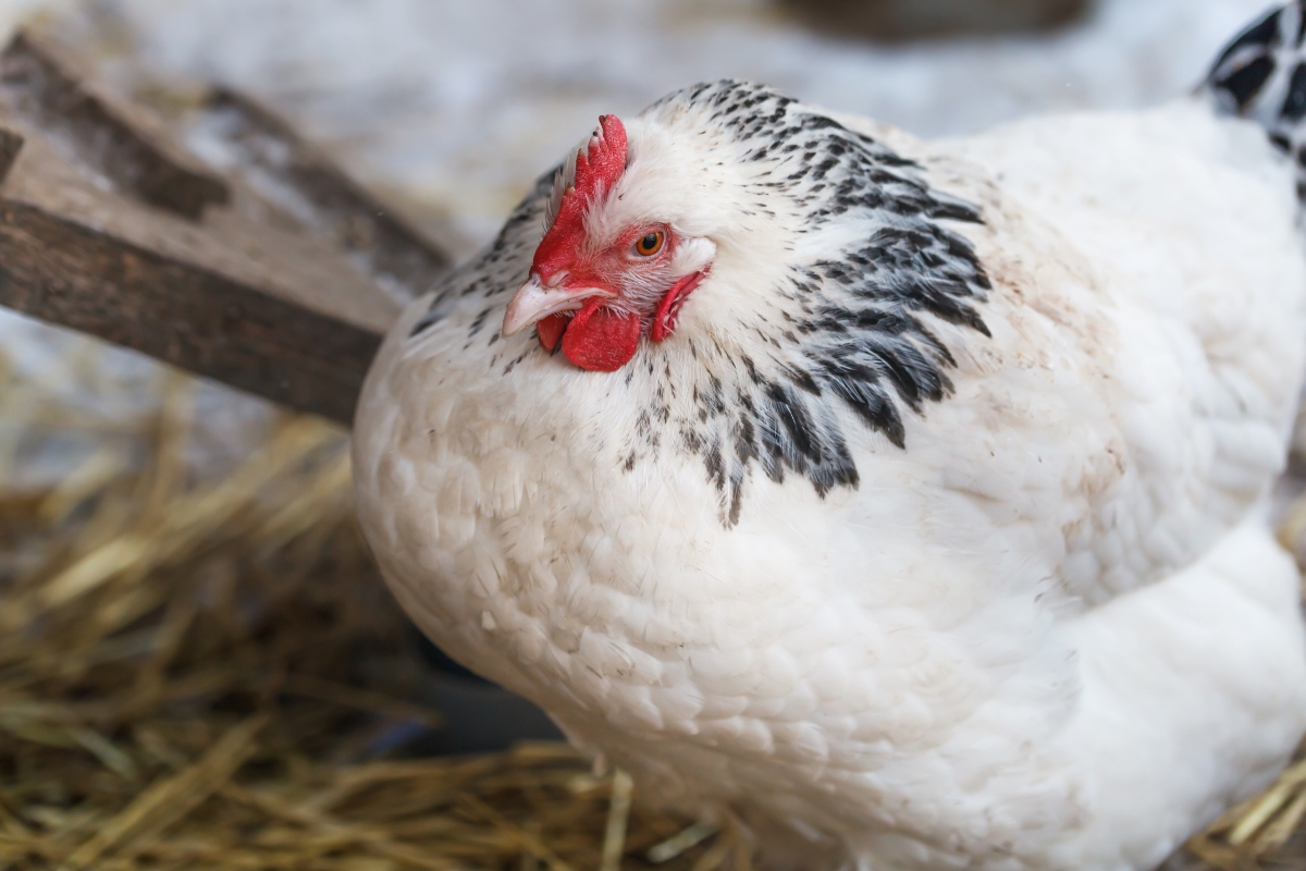 Sussex Chickens