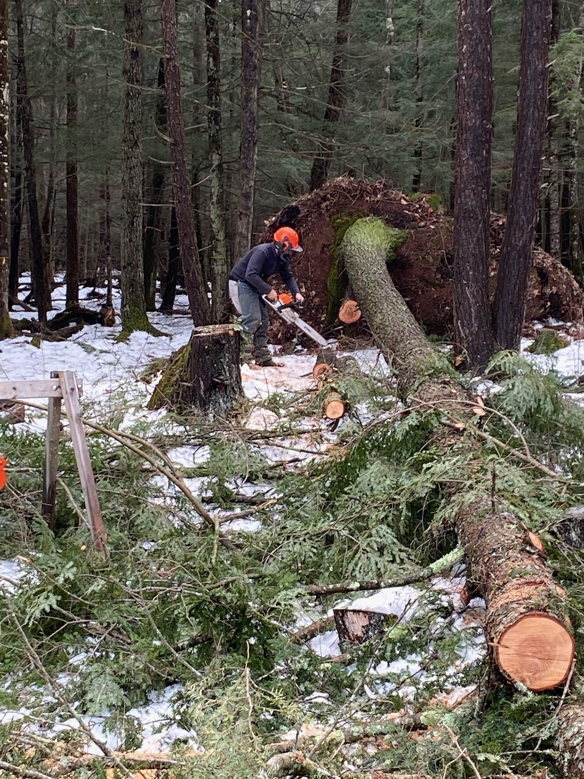 Tipped Over Tree from ice storm