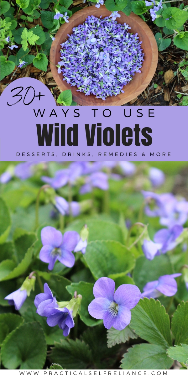 Ways to Use Wild Violets