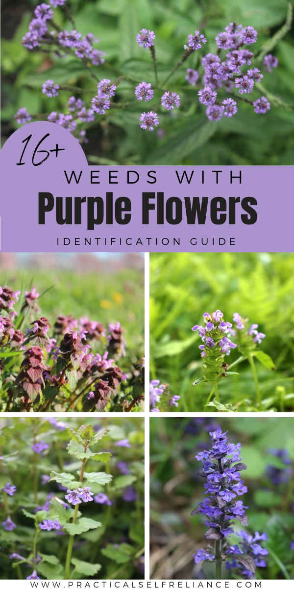 Weeds with Purple Flowers