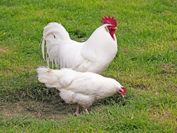 White Leghorn Chickens Hen and Rooster