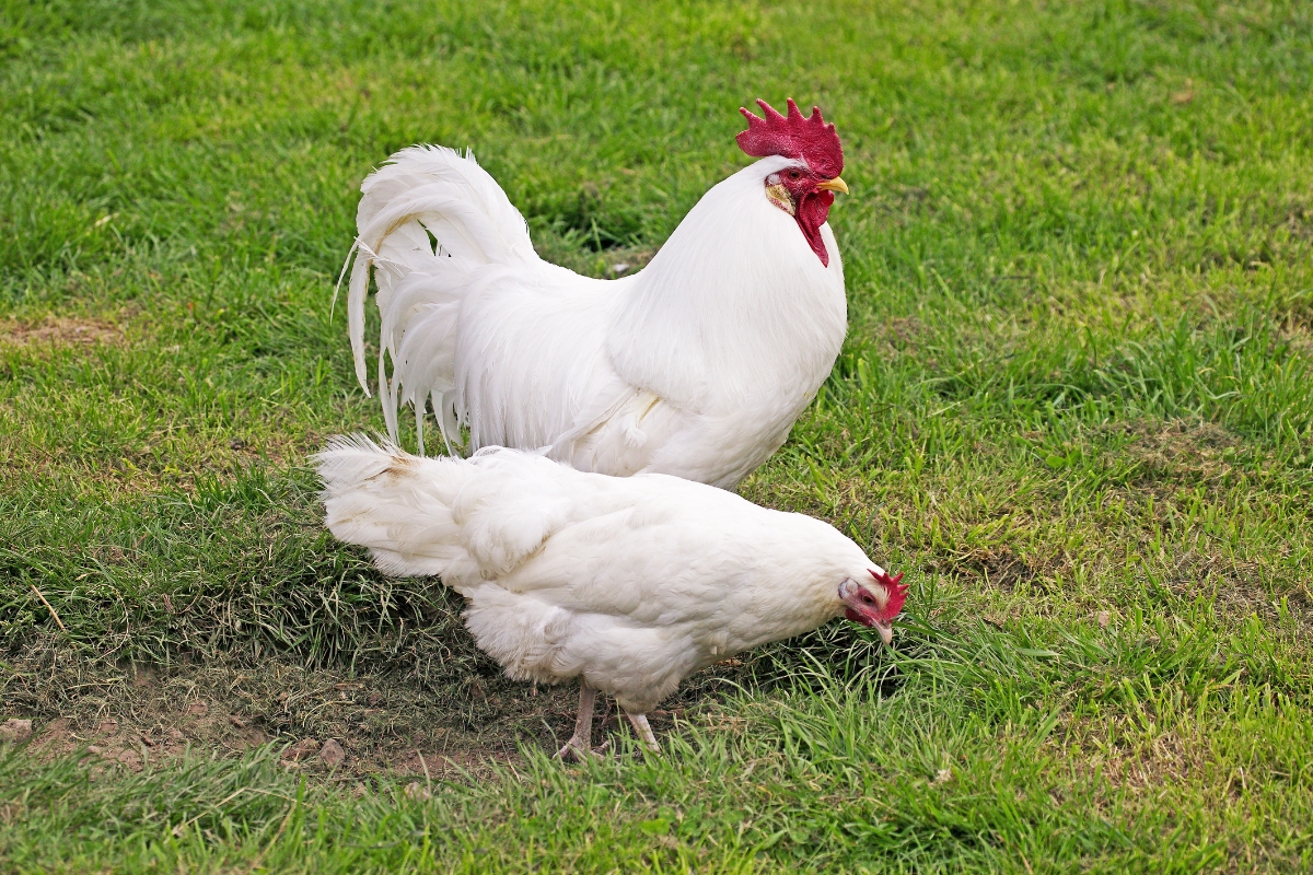 White Leghorn Chickens Hen and Rooster
