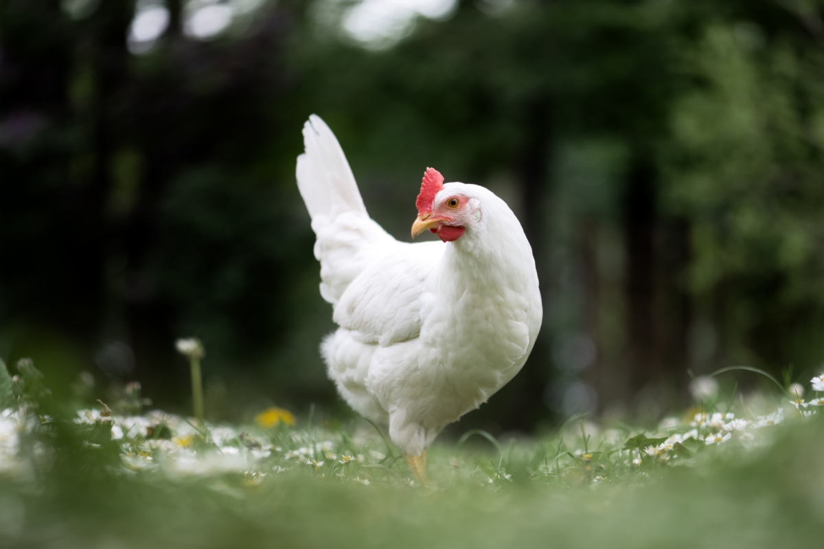 White Leghorn Hen