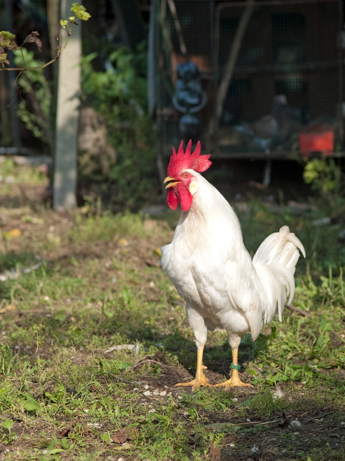 White Leghorn Rooster