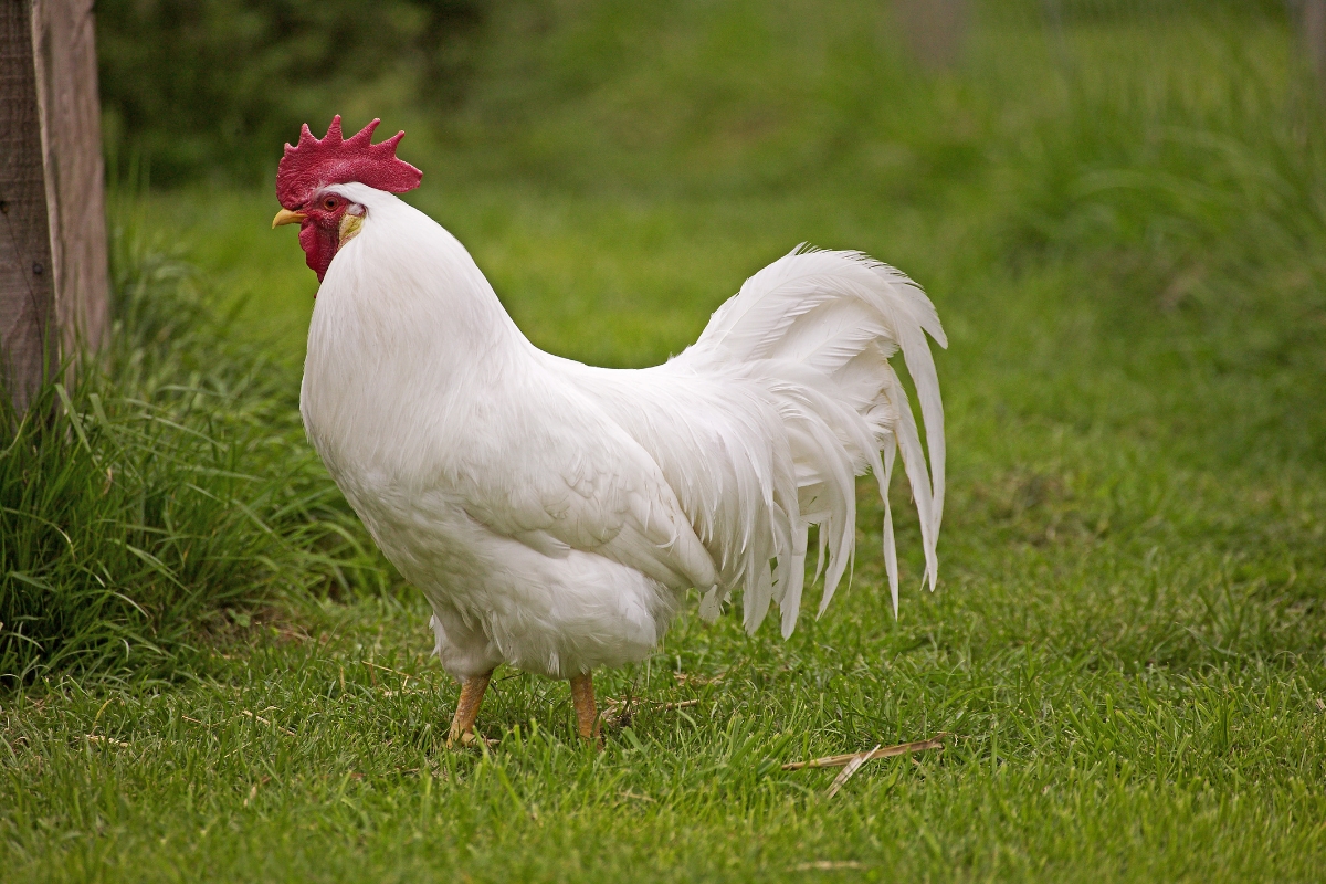 White Leghorn Rooster
