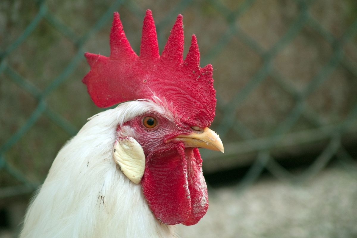 Large combs on leghorns mean they're sucLarge combs on leghorns mean they're susceptible to frostbiteeptible to frostbite