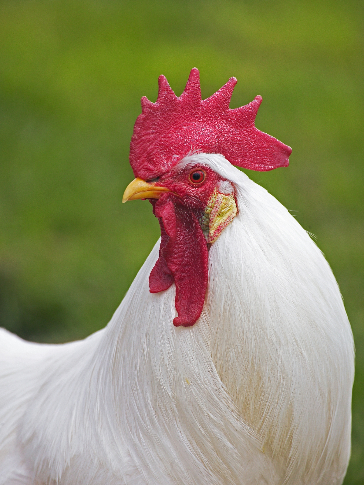 White Leghorn Rooster