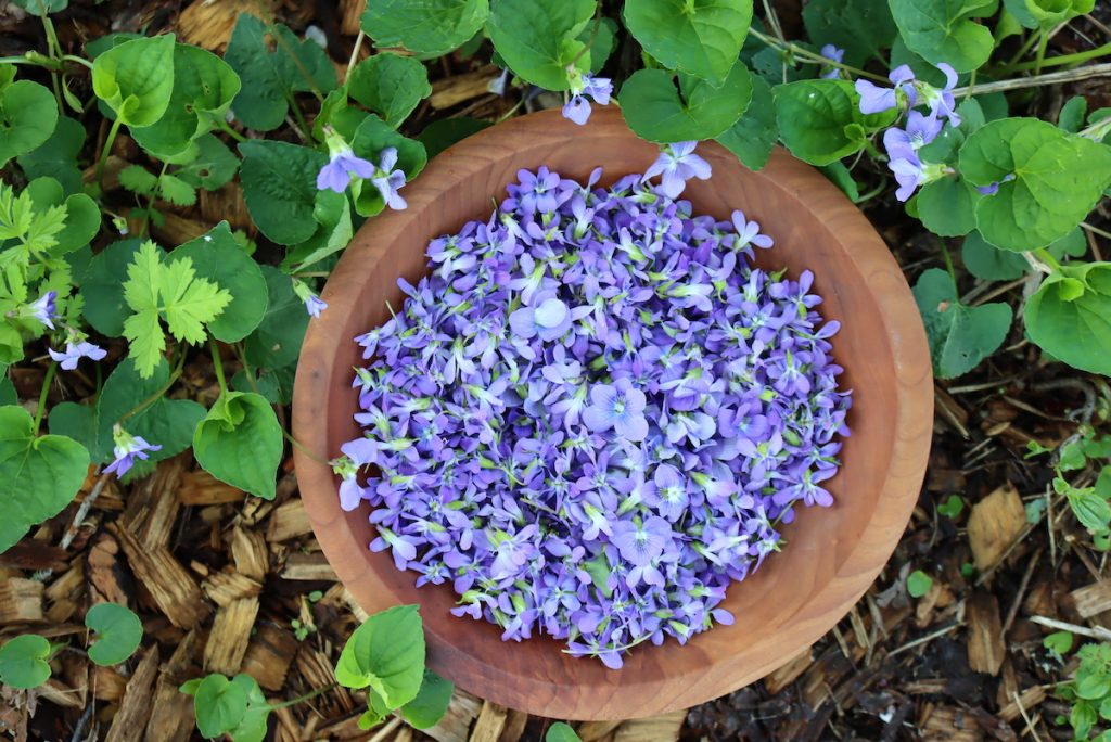 Wild Violets
