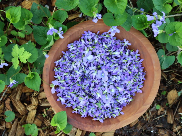 Wild Violets