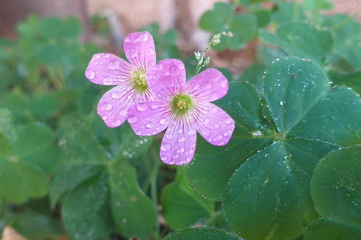 Violet Wood Sorrel