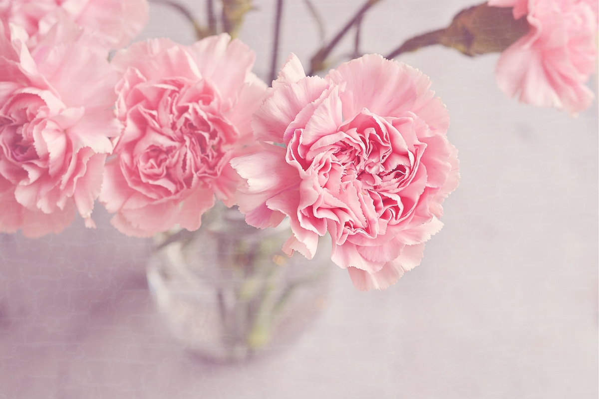 Baking Soda for Flowers
