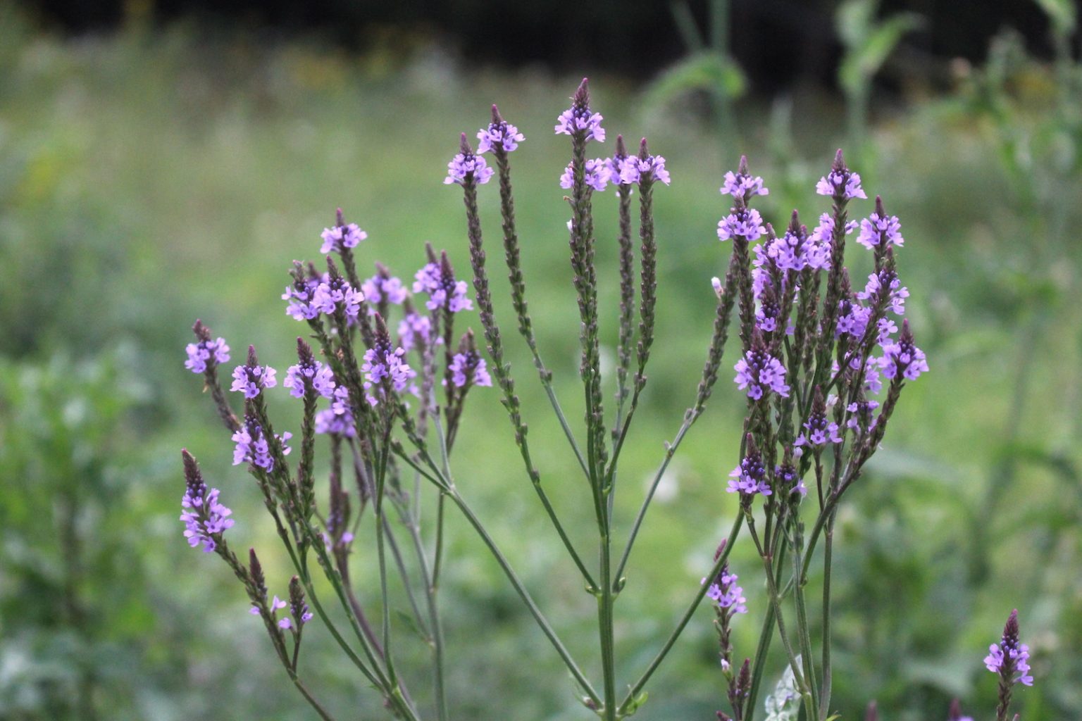 Blue Vervain Flowers