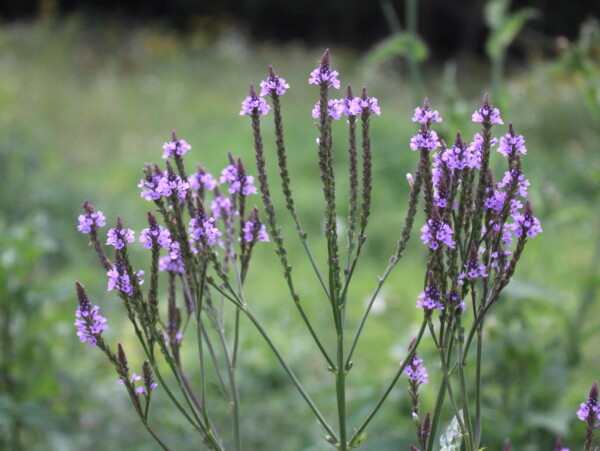 Blue Vervain Flowers