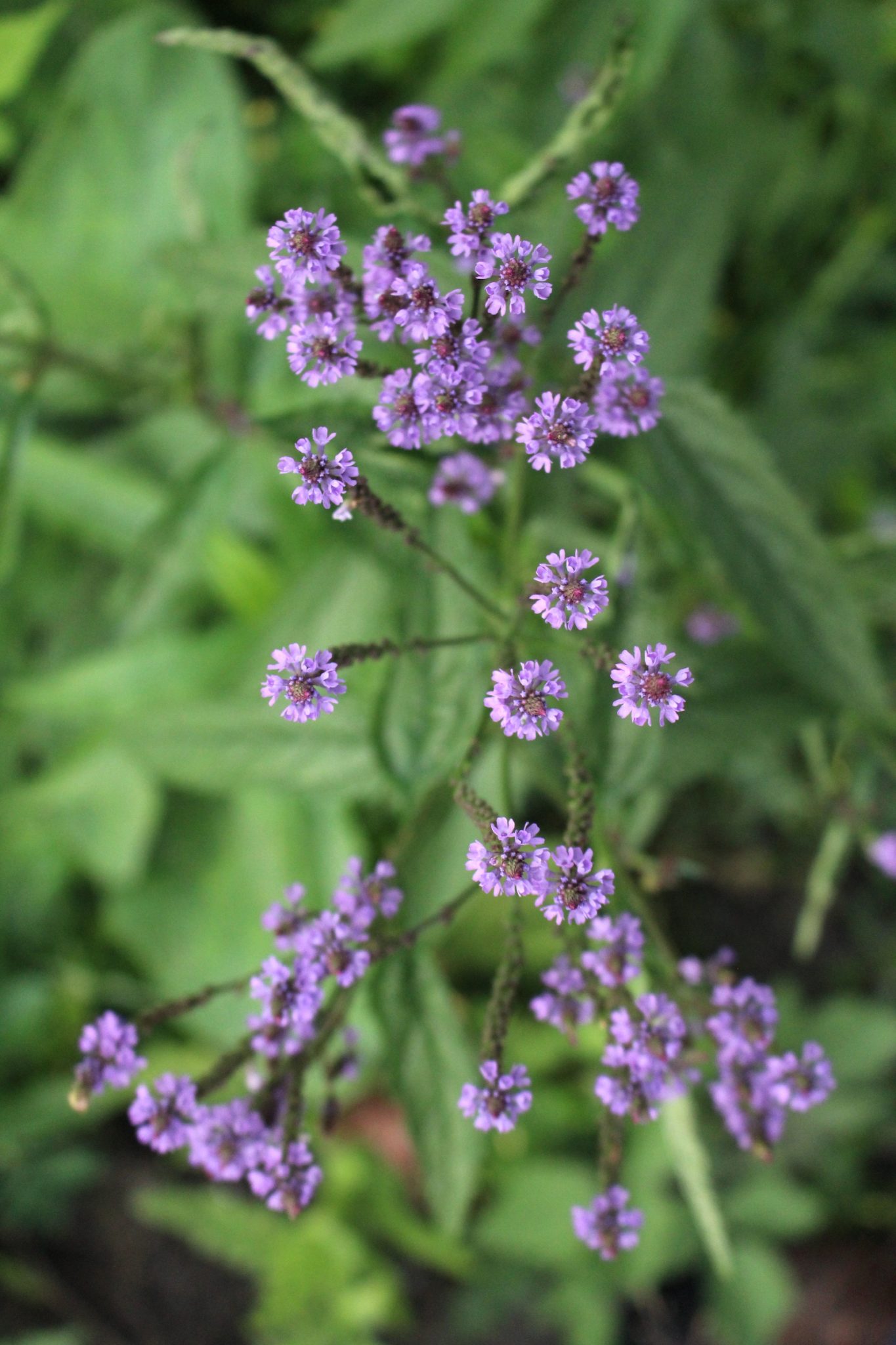 Blue Vervain Flowers