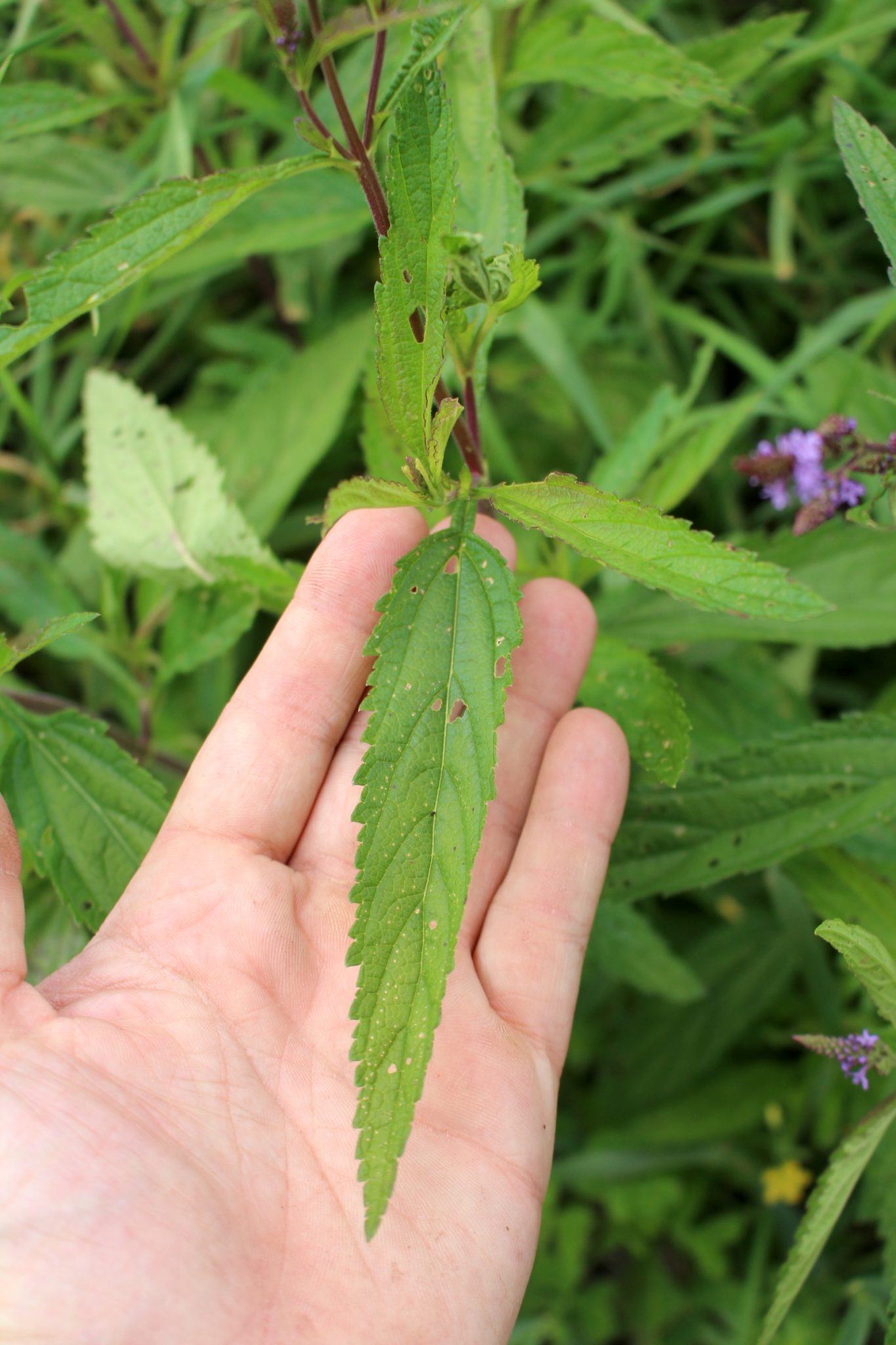 Blue Vervain Leaf