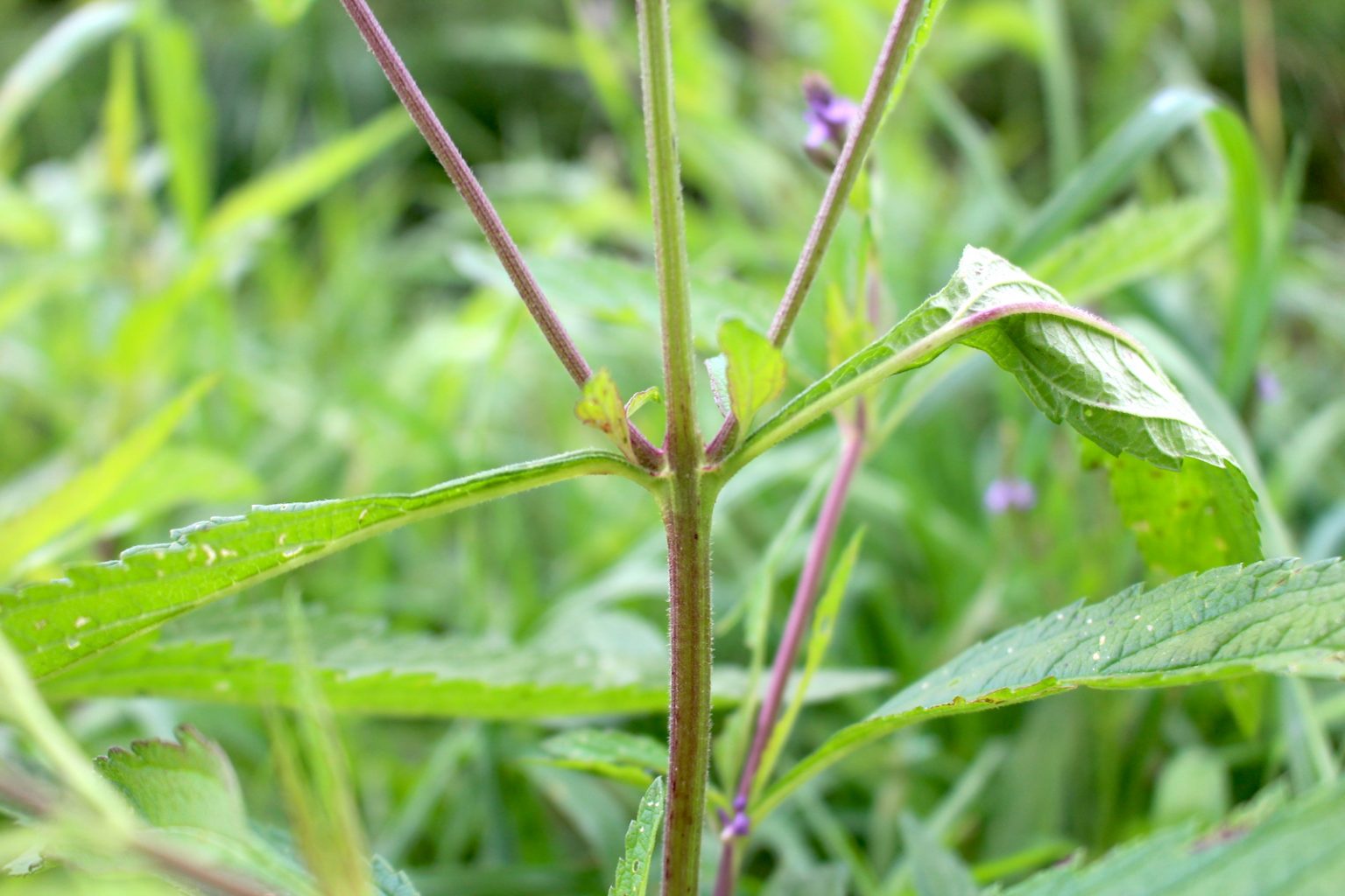 Blue Vervain Stem
