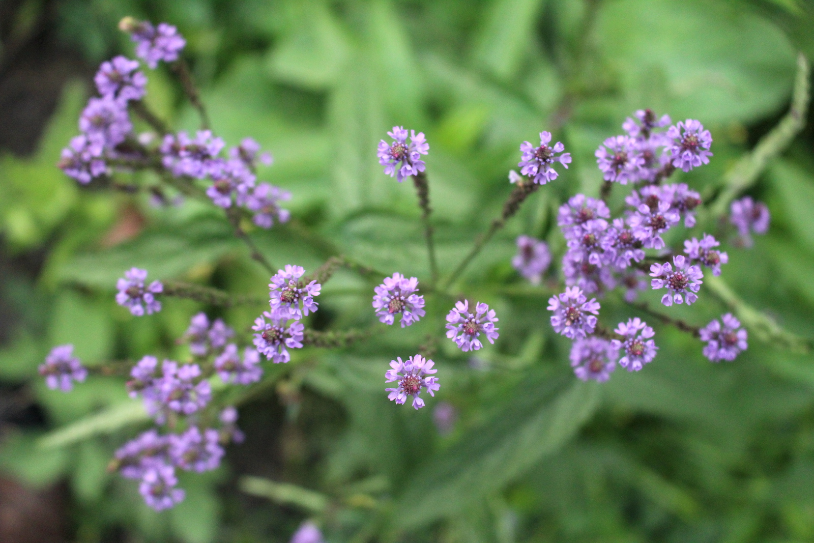 Blue Vervain Top View