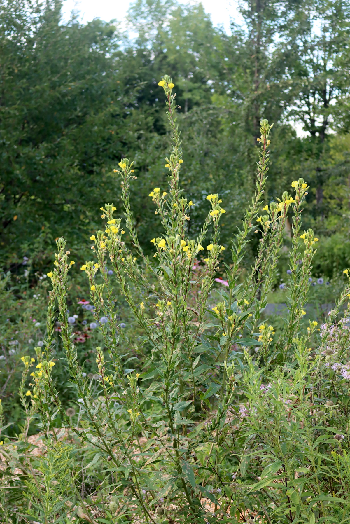 A large branching evening primrose plant