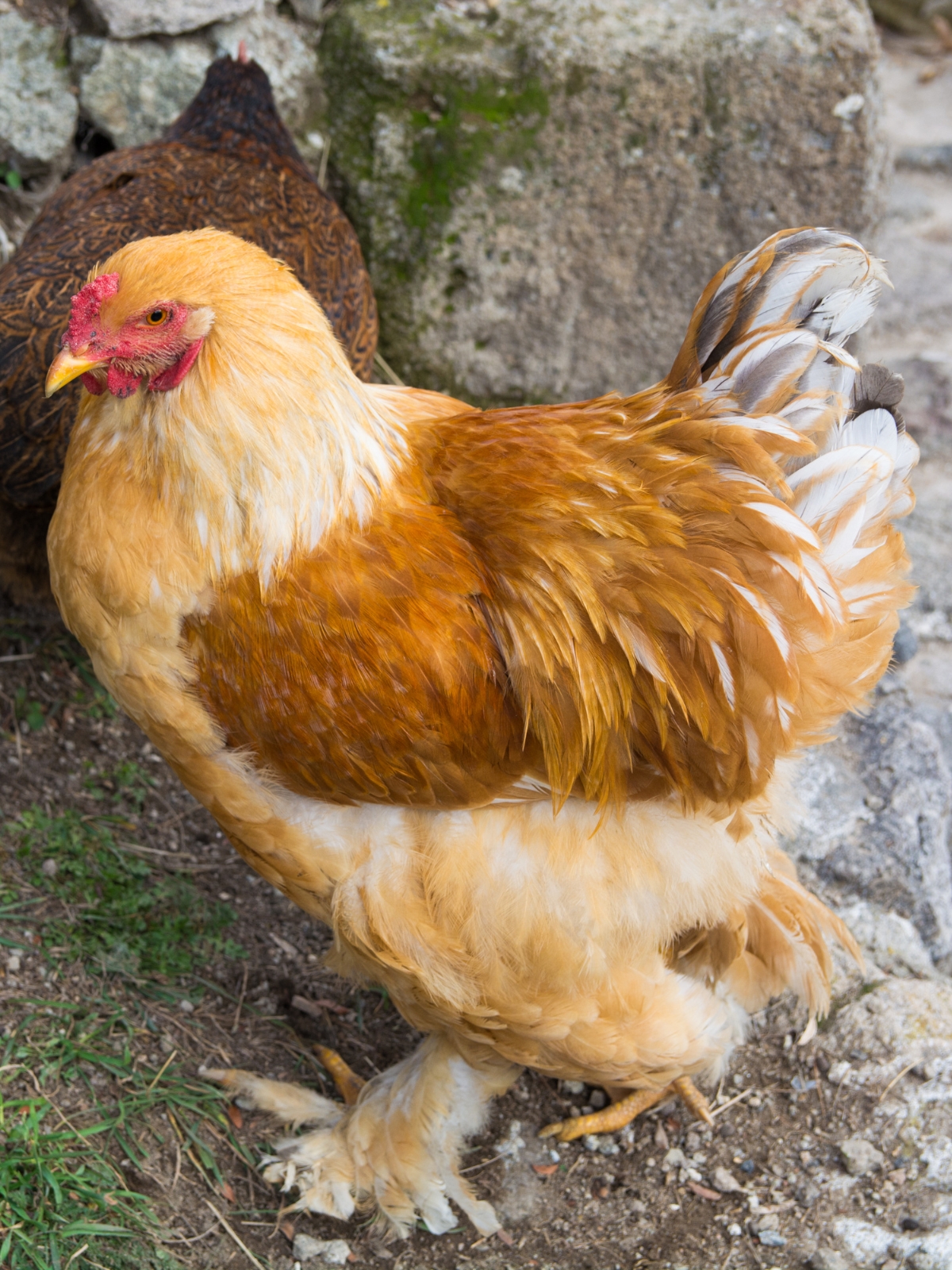 Buff Cochin
