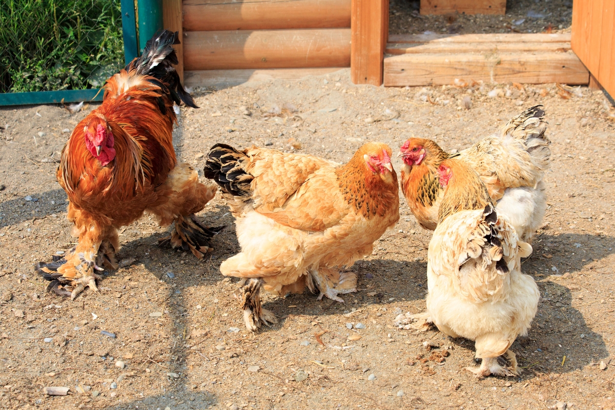 Cochin Chickens