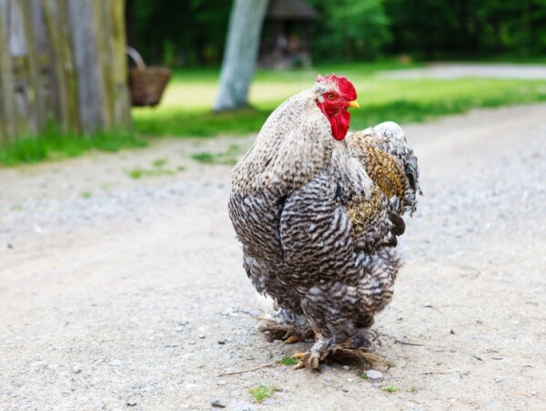 Cochin Rooster