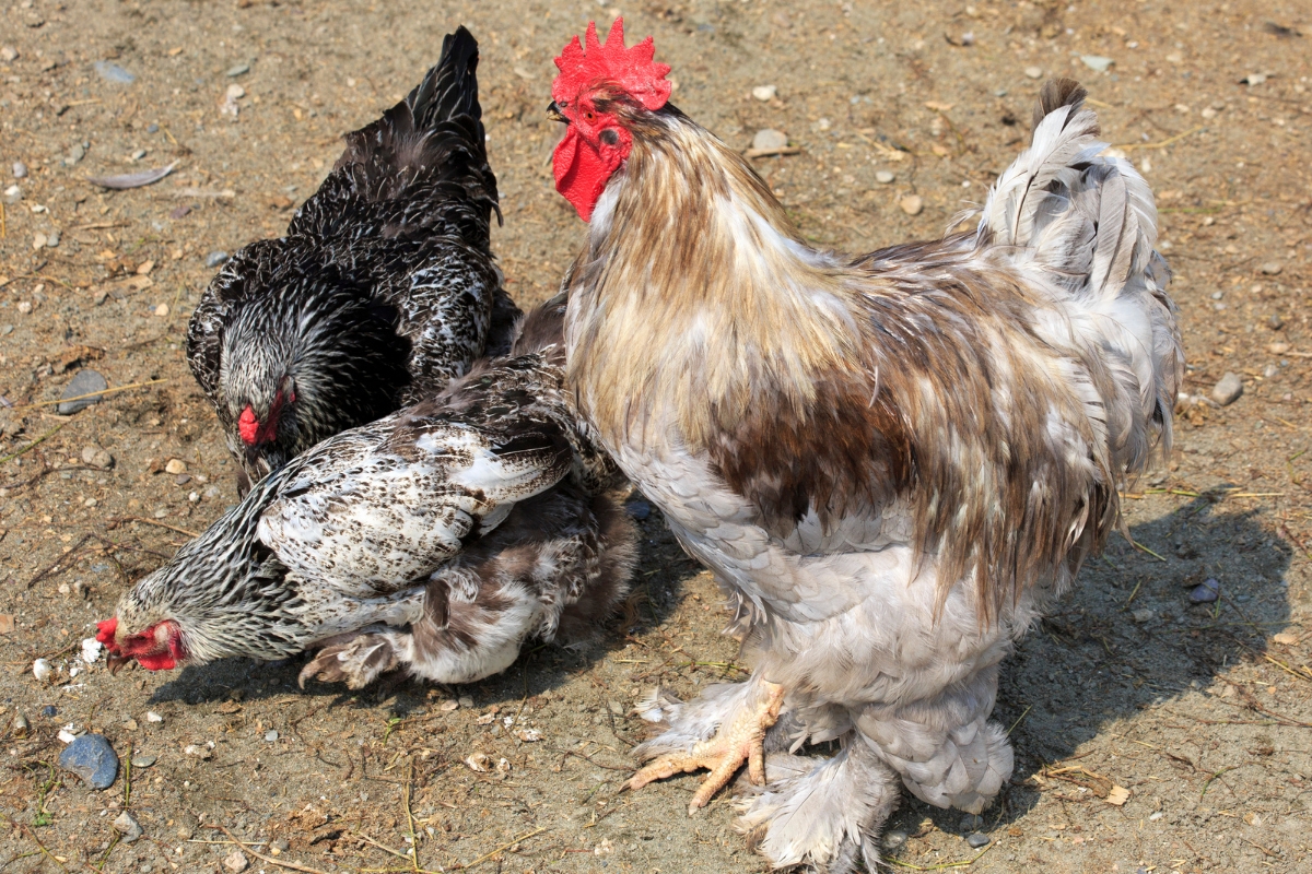 Cochin hen and rooster