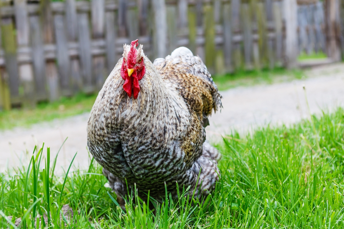 Cochin rooster