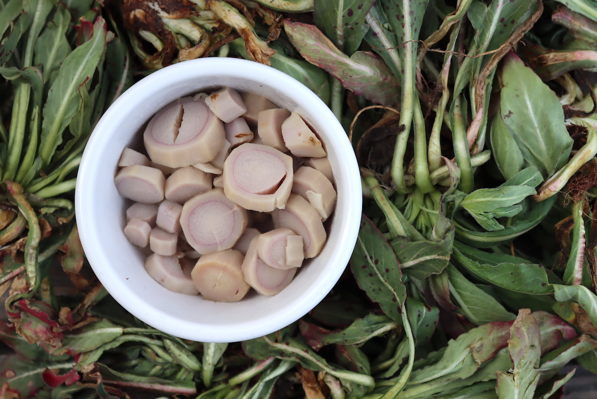 Cooked Evening Primrose Root