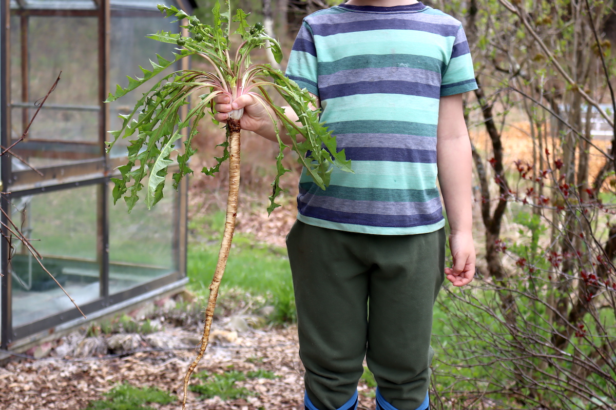 Dandelion Root