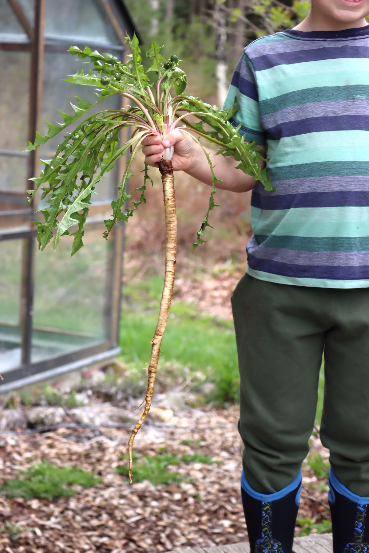 Dandelion Root