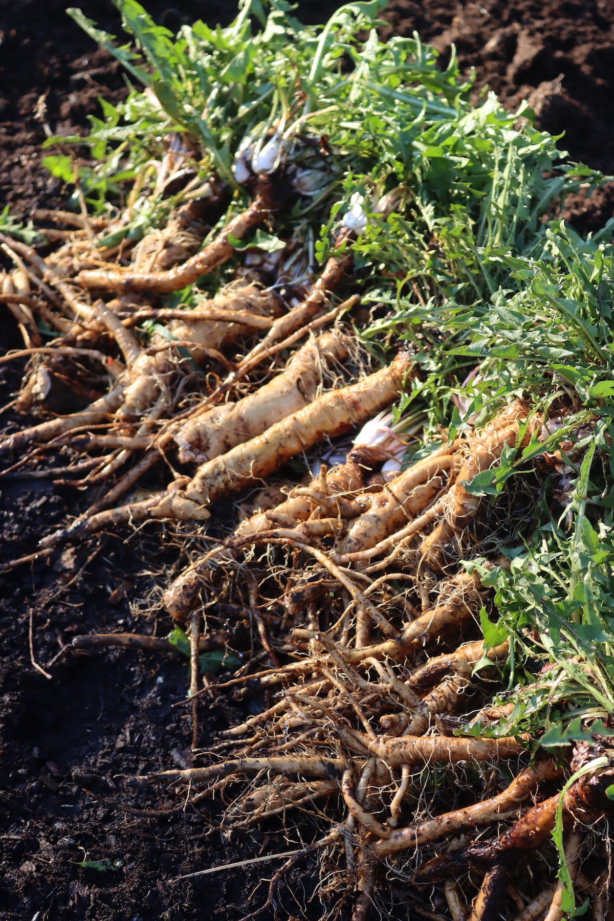 Dandelion Roots