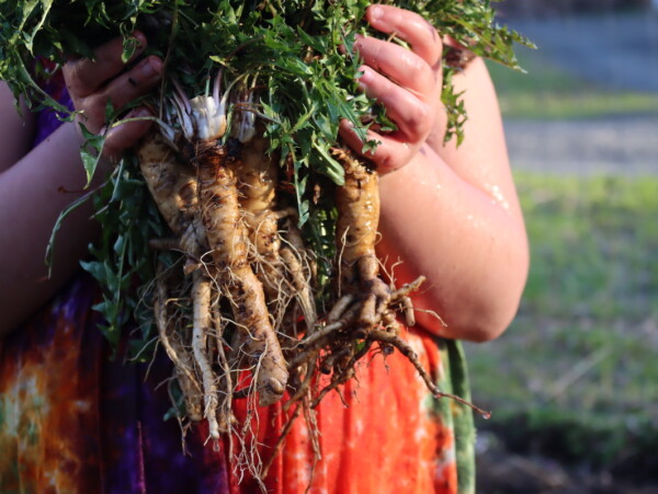 Dandelion Root Recipes