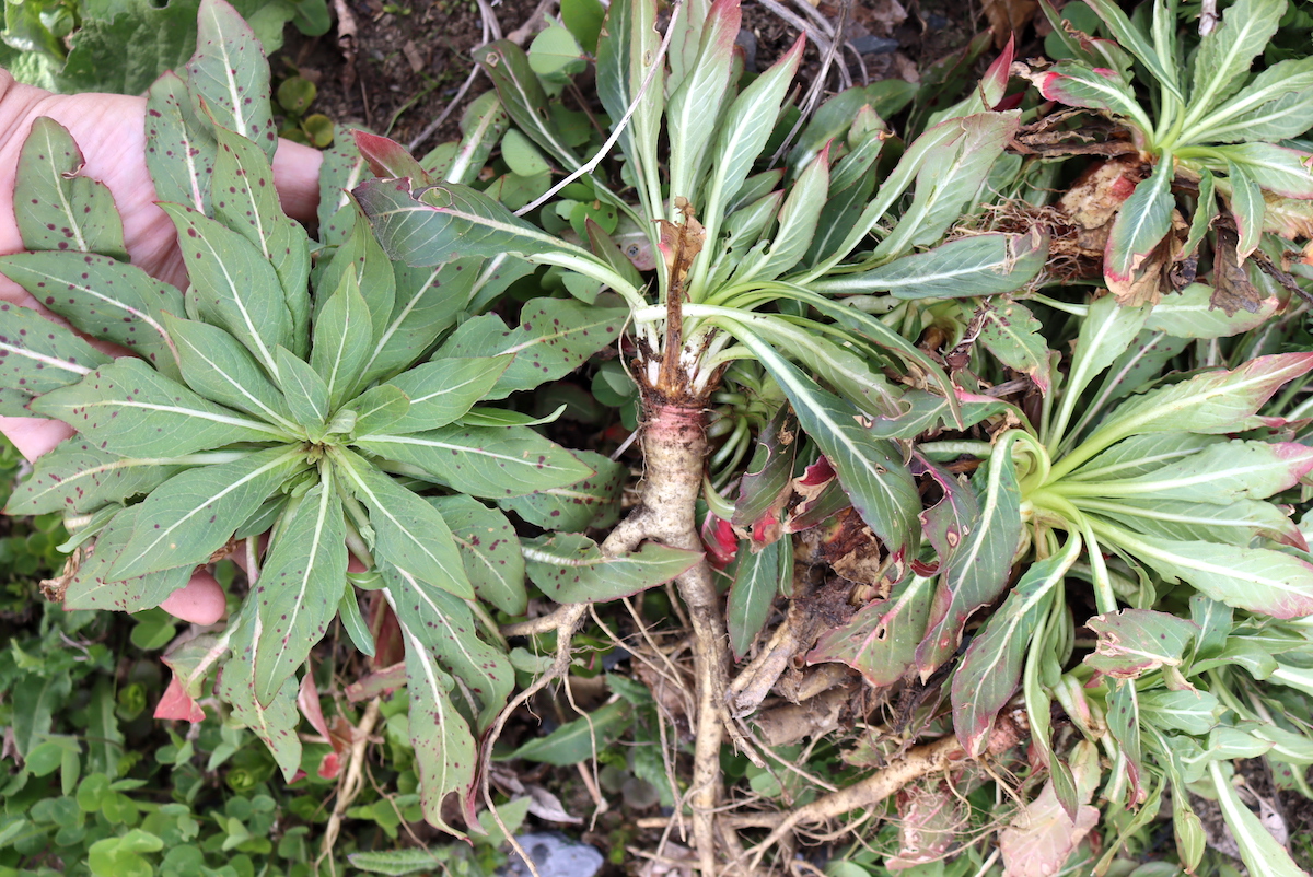 Evening Primrose Rosettes and Roots