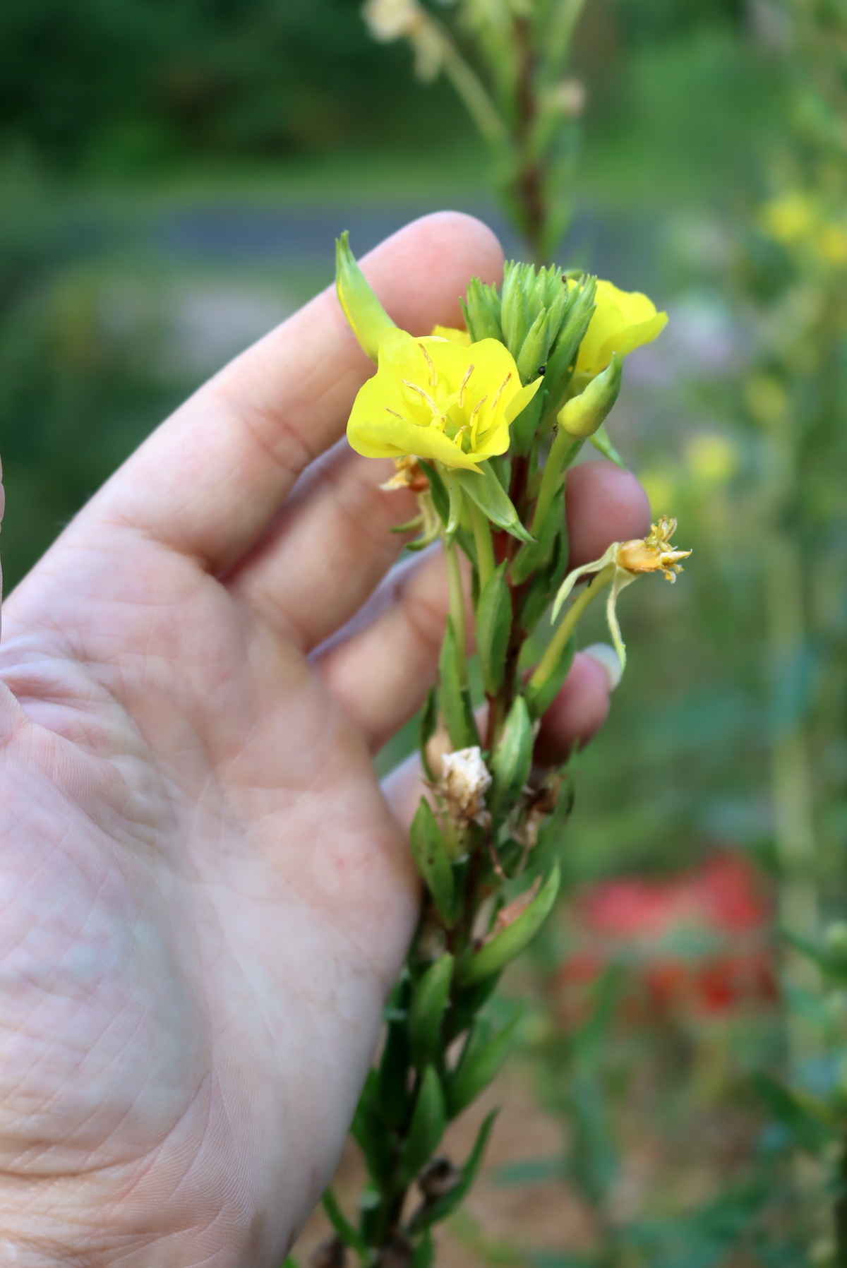 Evening Primrose Flower