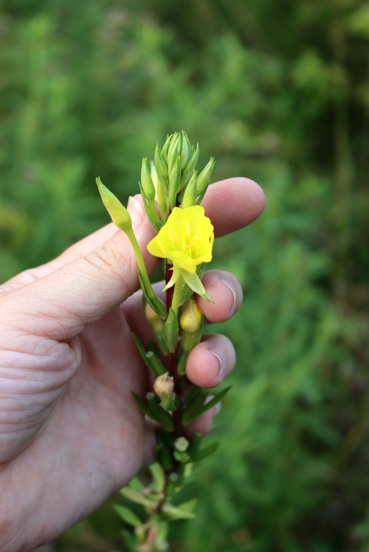 Evening Primrose Flower
