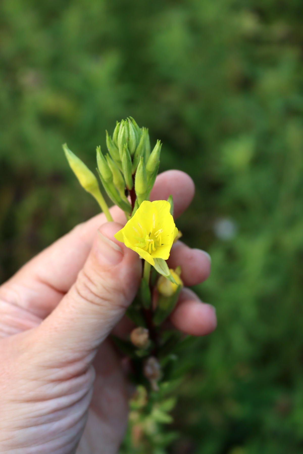 Evening Primrose Flower