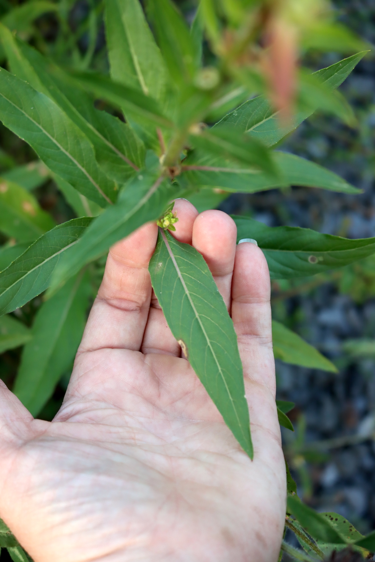 Evening Primrose Leaf