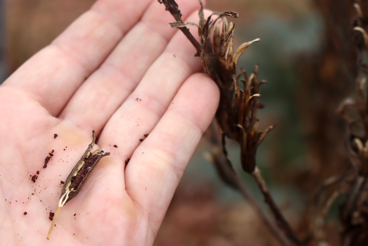 Evening Primrose Seed Pods