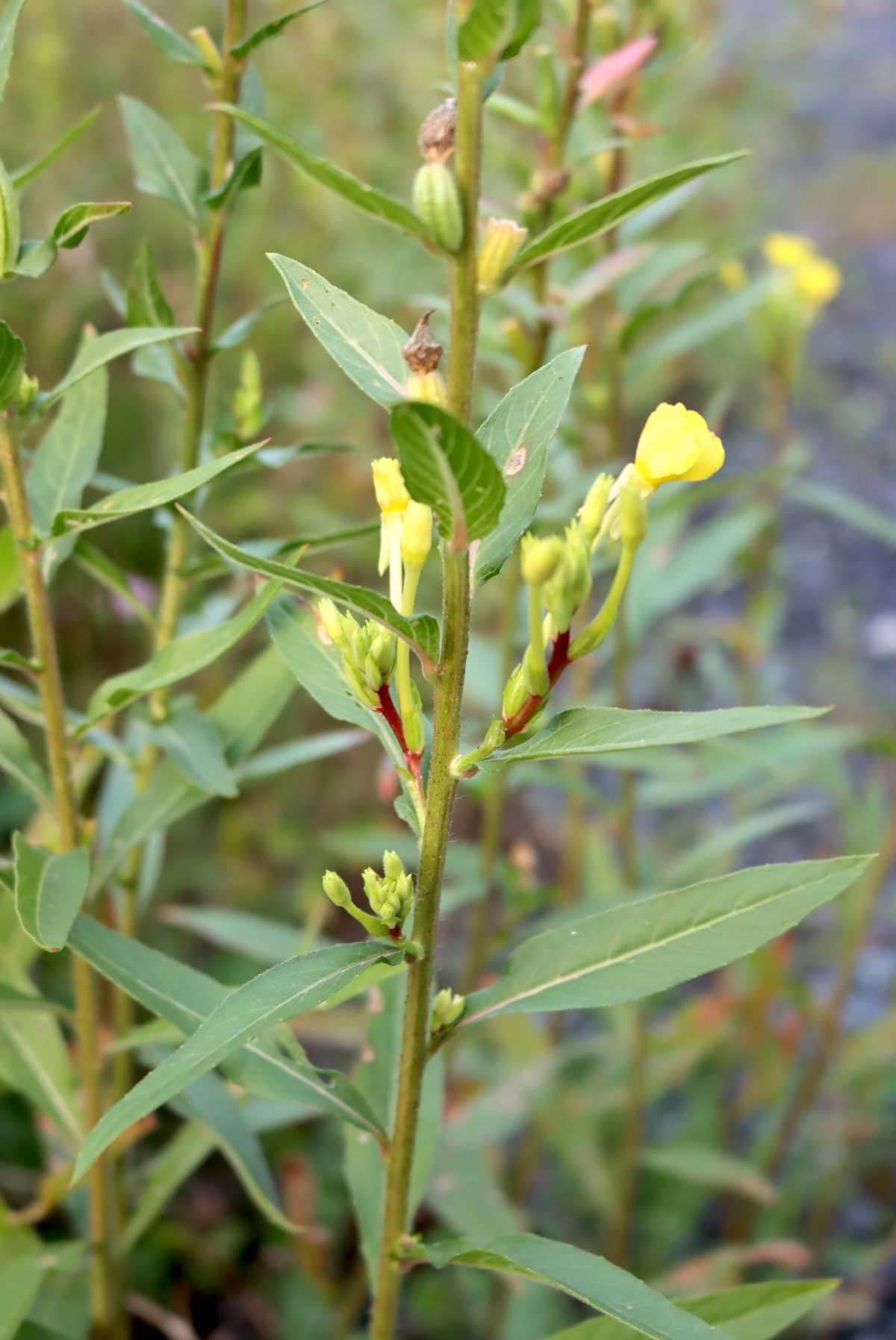 Evening Primrose Stem