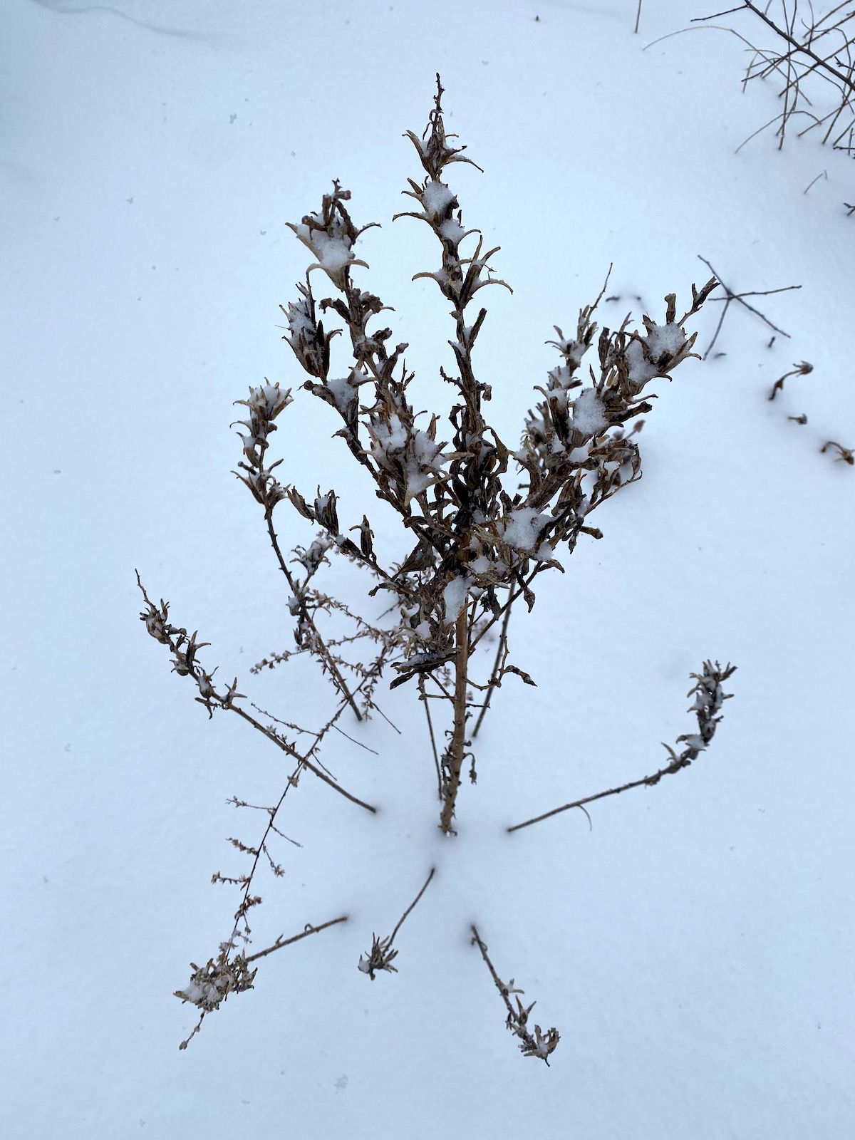 Evening primrose in winter