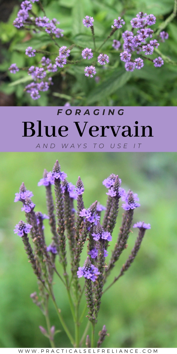 Foraging Blue Vervain